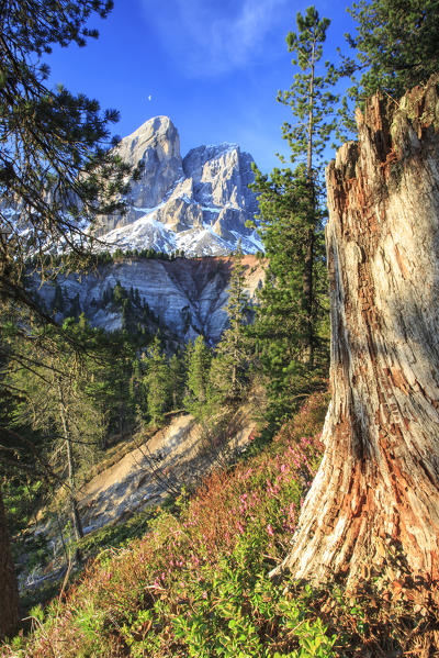 Sass de Putia in background enriched by colorful woods. Passo delle Erbe. Puez Odle South Tyrol Dolomites Italy Europe