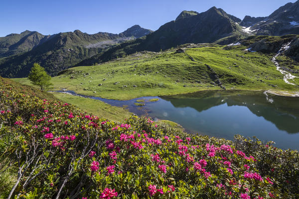 Rhododendrons and lakes Porcile Tartano Valley Orobie Alps Lombardy Italy Europe