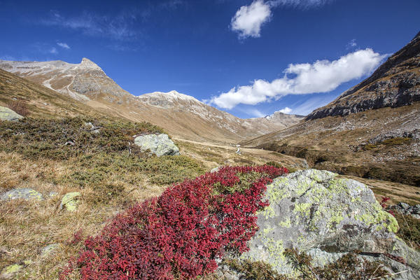 Cranberries and autumn colors Fain Valley Engadine Canton of Grisons Switzerland Europe