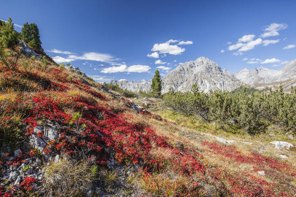 Carpet of blueberries Ofen Pass Mustair Valley Canton of Grisons Switzerland Europe