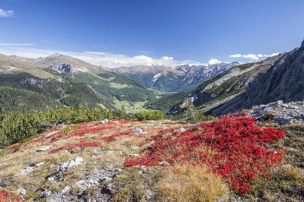 Carpet of blueberries Ofen Pass Mustair Valley Canton of Grisons Switzerland Europe