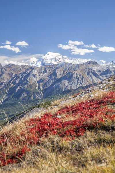 Carpet of blueberries Ofen Pass Mustair Valley Canton of Grisons Switzerland Europe