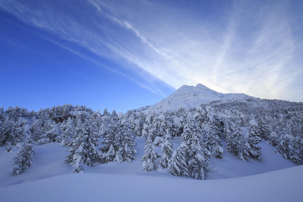 The heavy snowfall covered trees and the peaks  around Maloja Canton of Graubünden Engadine Switzerland Europe