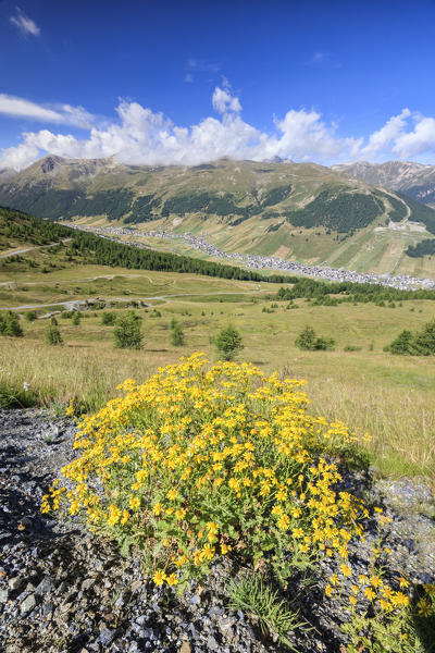 Summer flowering Minor Valley High Valtellina Livigno Lombardy Italy Europe
