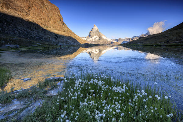 Cotton grass frame the Matterhorn reflected in Lake Stellisee at dawn Zermatt Canton of Valais Switzerland Europe