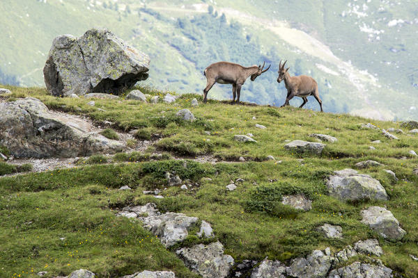 Ibex at high altitude around Lac de Cheserys Chamonix Haute Savoie France Europe