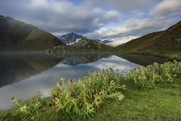 Green pastures and flowers frames The Fenetre Lakes Ferret Valley Saint Rhémy Grand St Bernard Aosta Valley Italy Europe