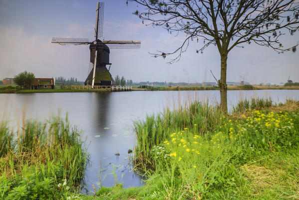 Yellow flowers frame the windmill reflected in the canal at dawn Kinderdijk Rotterdam South Holland Netherlands Europe