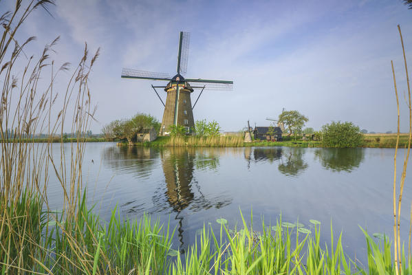 Blue sky and corn ears frame the windmill reflected in the canal Kinderdijk Rotterdam South Holland Netherlands Europe