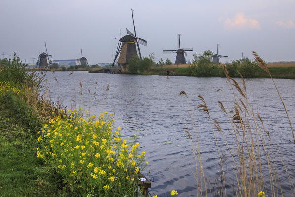 Yellow flowers frame the windmills reflected in the canal at dawn Kinderdijk Rotterdam South Holland Netherlands Europe