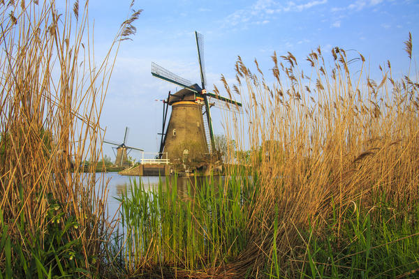 Blue sky and corn ears frame the windmills at Kinderdijk Rotterdam South Holland Netherlands Europe