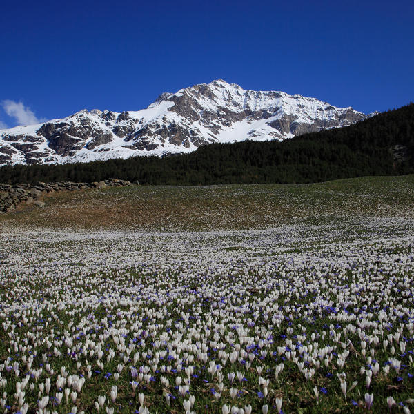 The peak of Sassa Entova above the meadows of Braciascia covered by Crocus just bloomed. Valmalenco. Valtellina. Lombardy. Italy Europe