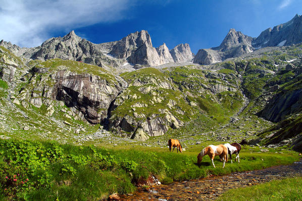 Horses grazing on plain of Zocca the only place of this wild valley helpful to water and refresh animals and hikers direct to Allievi Refuge. Mello Valley. Valmasino. Valtellina. Lombardy Italy Europe