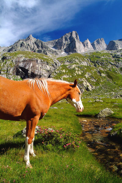 A horse grazing on the plain of Zocca in the presence of the granite peaks of Valmasino. Valtellina. Lombardy Italy Europe