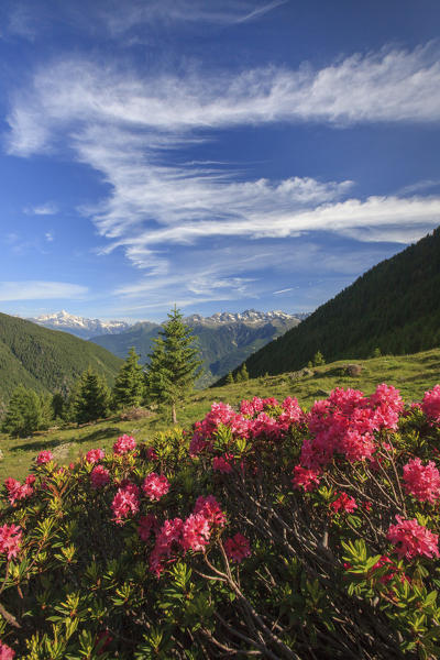 Blooming of rhododendrons surrounded by green meadows Orobie Alps Arigna Valley Sondrio Valtellina Lombardy Italy Europe