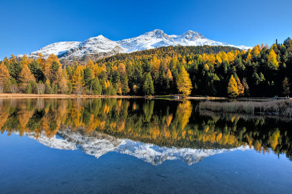 Autumn mirrored in the calm waters of Lej Marsch in the Upper Engadine. Saint Moritz. Grisons Switzerland. Europe