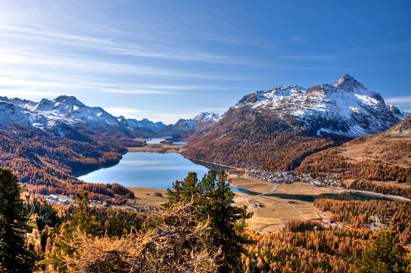 Views over lakes Sils and Silvaplana surrounded by yellowed larches in autumn. Sankt Moritz. Engadine Grisons Switzerland. Europe