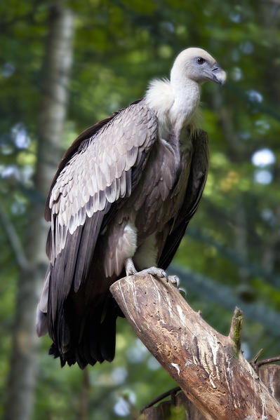 An exemplary of grown-up griffon, european vulture, it has a little head and a short tale. Park of Baviera Bayerischewald. Germany Europe