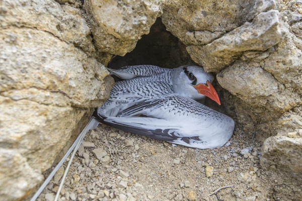 A wildlife bird in a cave of Green Island Caribbean Antigua and Barbuda Leeward Island West Indies