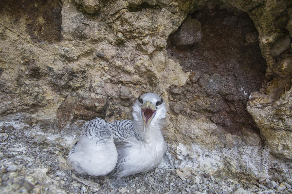 A wildlife bird in a cave of Green Island Caribbean Antigua and Barbuda Leeward Island West Indies