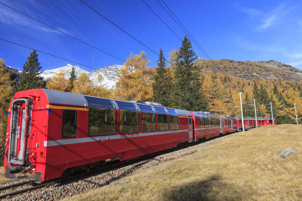 The red train of Bernina in autumn going towards Alp Grum, Val Poschiavo Switzerland Europe