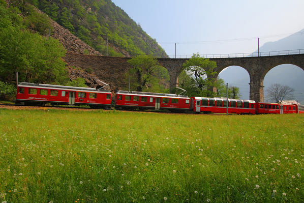 The Bernina Express in the meadows by the viaduct in Brusio, Val Poschiavo, Switzerland Europe