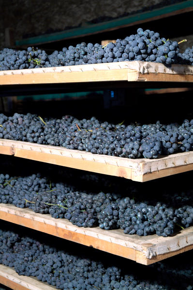 Best selected grapes from the vineyards in Valtellina are resting from harvest to the beginning of the winter in order to be ready to produce the wine Sfrusat from Valtellina, Italy Europe