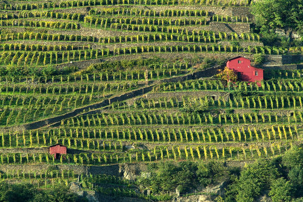 Vineyards of Grumello grapes. Sondrio, Valtellina, Lombardy Italy Europe