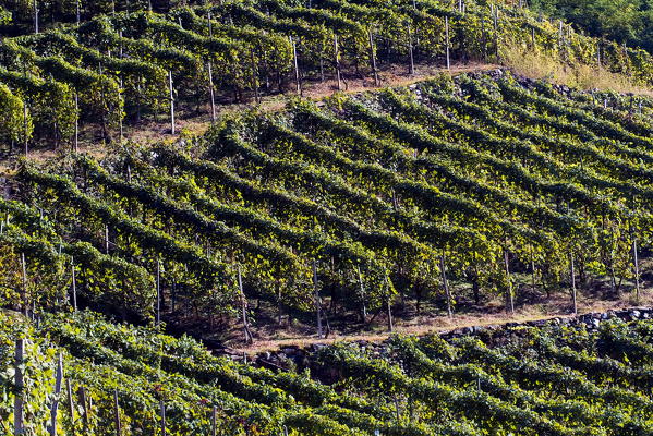 Vineyards in Valtellina where Grumello wine is produced Lombardy Italy Europe