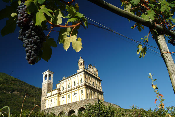 The Santa Casa in Tresivio surrounded by vineyards where grapes are ready to be picked, Valtellina, Lombardy Italy Europe