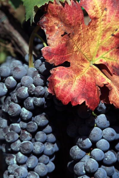 A detail of a bunch of  Nebbiolo grapes, Valtellina, Lombardy Italy Europe