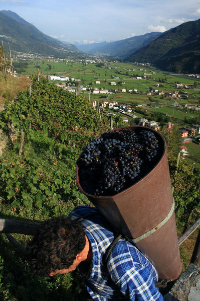 The harvesting of wine grapes in the vineyards in Ardenno, Valtellina, Lombardy Italy Europe