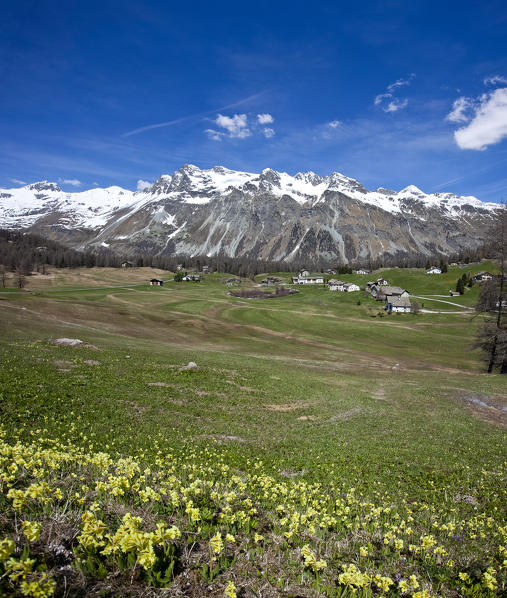 Fields full of flowers in spring in Val di Fex in Engadine, in the background the group of Piz Lagrev still covered in snow, Switzerland. Europe