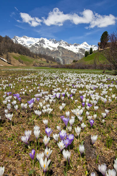 In spring the Crocus fill the fields of Val di Fex in Engadine, in the background Piz Lagrev covered in snow, Switzerland. Europe