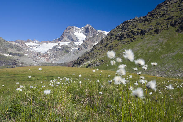 On the road to Passo Confinale in Valmalenco there are a lot of blooming cotton grass (eriophorum), on the background the glaciers and the peaks of the group of Bernina, Lombardy Italy. Europe