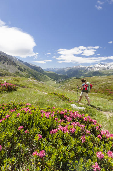 Hiker surrounded by rhododendrons and high peaks Montespluga Chiavenna Valley Sondrio province Valtellina Lombardy Italy Europe