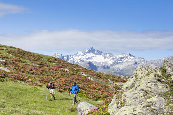 Hikers surrounded by rhododendrons and high peaks Montespluga Chiavenna Valley Sondrio province Valtellina Lombardy Italy Europe