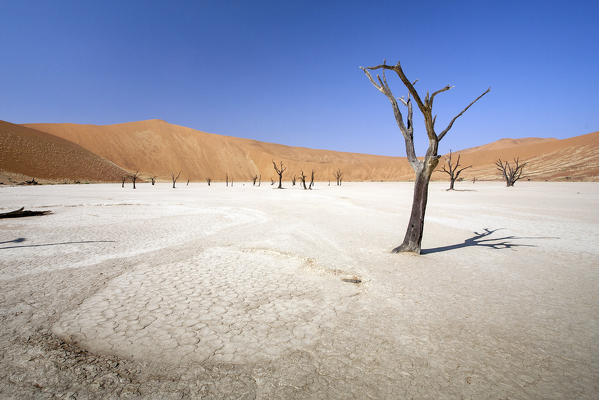 Parched ground and Dead Acacia surrounded by sandy dunes Deadvlei Sossusvlei Namib Desert Naukluft National Park Namibia Africa