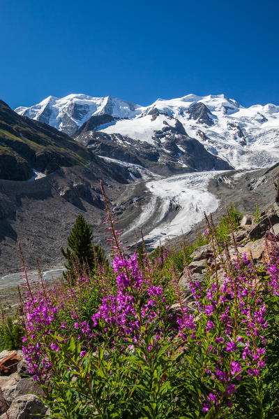 Blooming willowherb flowers (epilobium) framing the glacier and the snow-capped peaks of the Bernina group in the Valley of Morteratsch - Engadine, Switzerland Europe