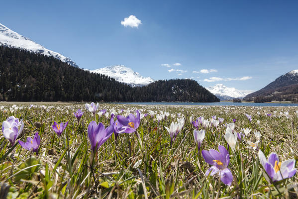 The blooming of colorful crocus frames Lej da Champfèr St.Moritz Canton of Graubünden Engadine Switzerland Europe