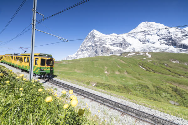 The Wengernalpbahn rack railway runs across meadows and snowy peaks Wengen Bernese Oberland canton of Bern Switzerland Europe