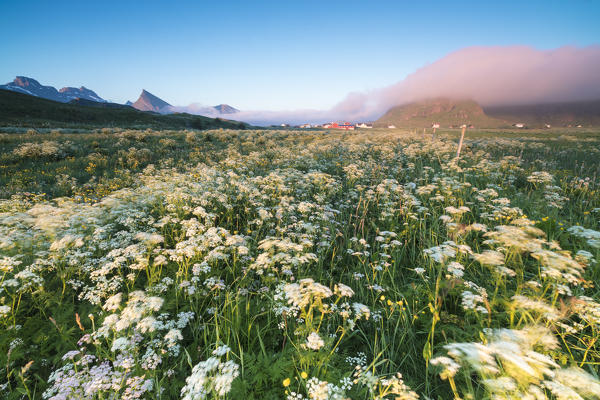 Green meadows of flowers framed by the midnight sun Fredvang Moskenesøya Nordland county Lofoten Islands Norway Europe