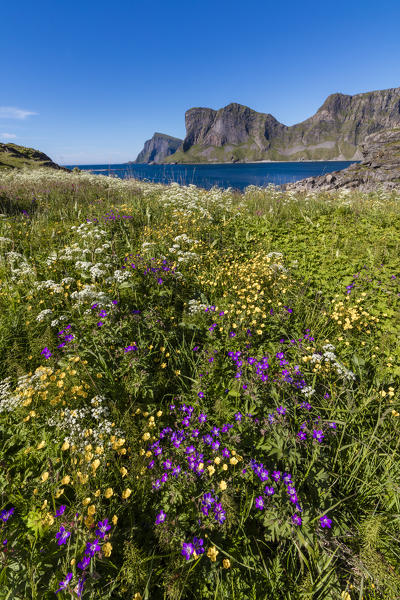 Colorful flowers and green meadows frame the blue sea Sorland Vaeroy Island Nordland county Lofoten archipelago Norway Europe