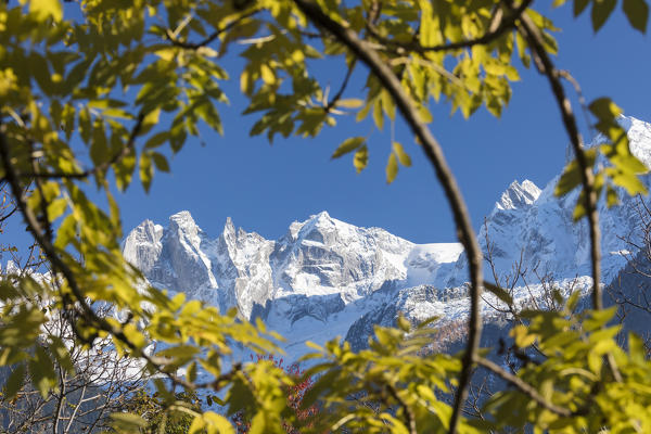 Snowy peaks of Sciore mountain range framed by colorful trees Soglio Bregaglia Valley canton of Graubünden Switzerland Europe