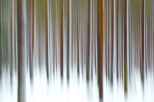 Abstract details of tree trunks in the snowy woods Alaniemi Rovaniemi Lapland region Finland Europe