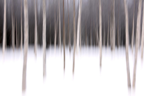 Abstract details of tree trunks in the snowy woods Alaniemi Rovaniemi Lapland region Finland Europe