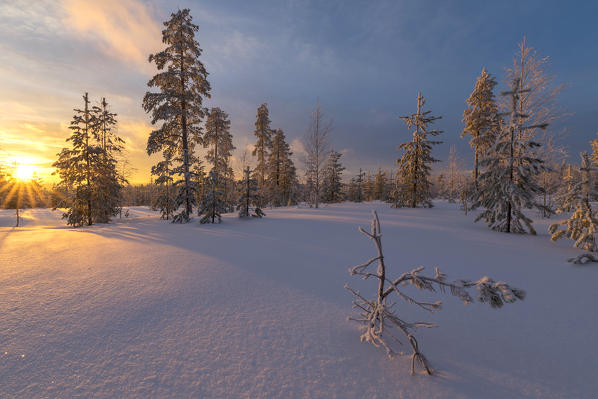 The lights of the arctic sunset illuminate the snowy woods Vennivaara Rovaniemi Lapland region Finland Europe