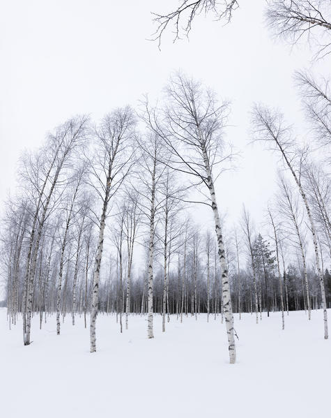 Panorama of tall trees in the snowy woods Alaniemi Rovaniemi Lapland region Finland Europe