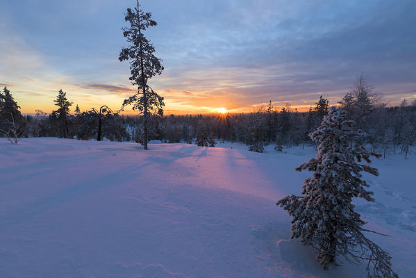 The last lights of the arctic sunset on the snowy woods Vennivaara Rovaniemi Lapland region Finland Europe