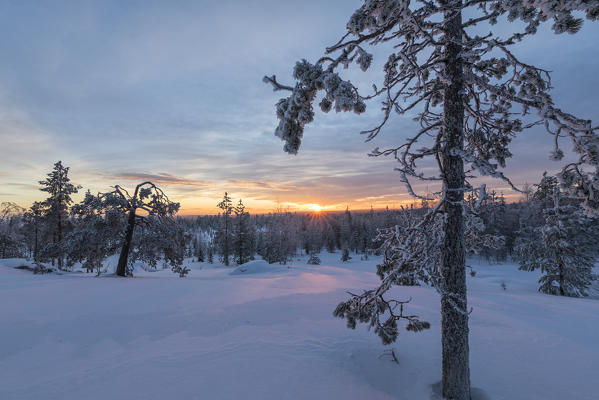 The last lights of the arctic sunset on the snowy woods Vennivaara Rovaniemi Lapland region Finland Europe